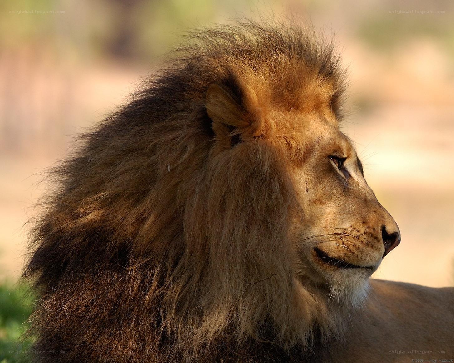 lion with a full mane