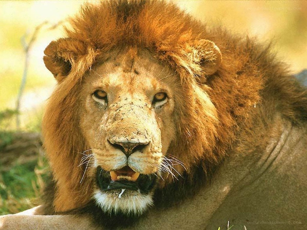Lion with a full mane