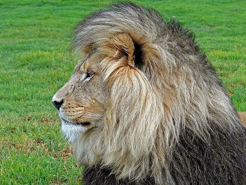 lion with a full mane