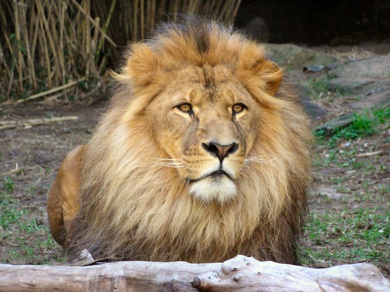 Lion with a full mane