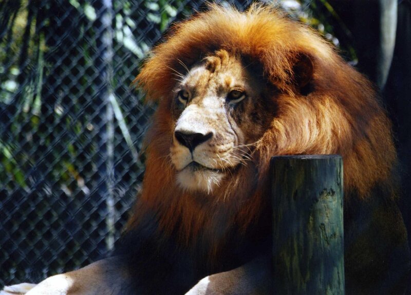 Lion with a full mane