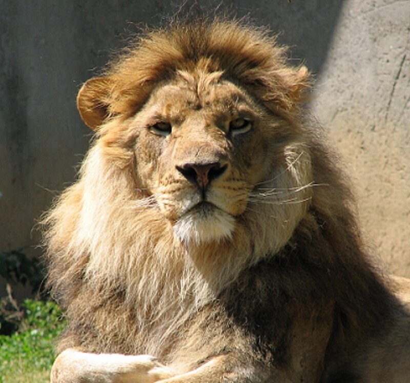 Lion with a full mane