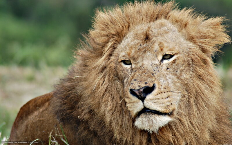 Lion with a full mane