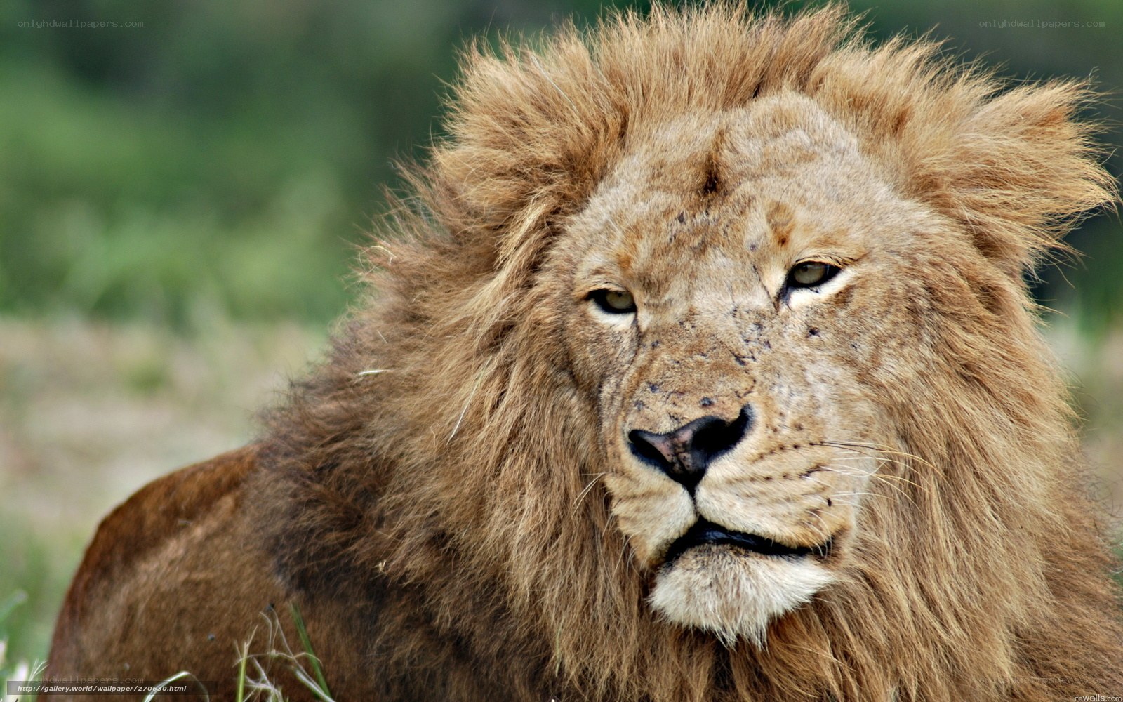 Lion with a full mane