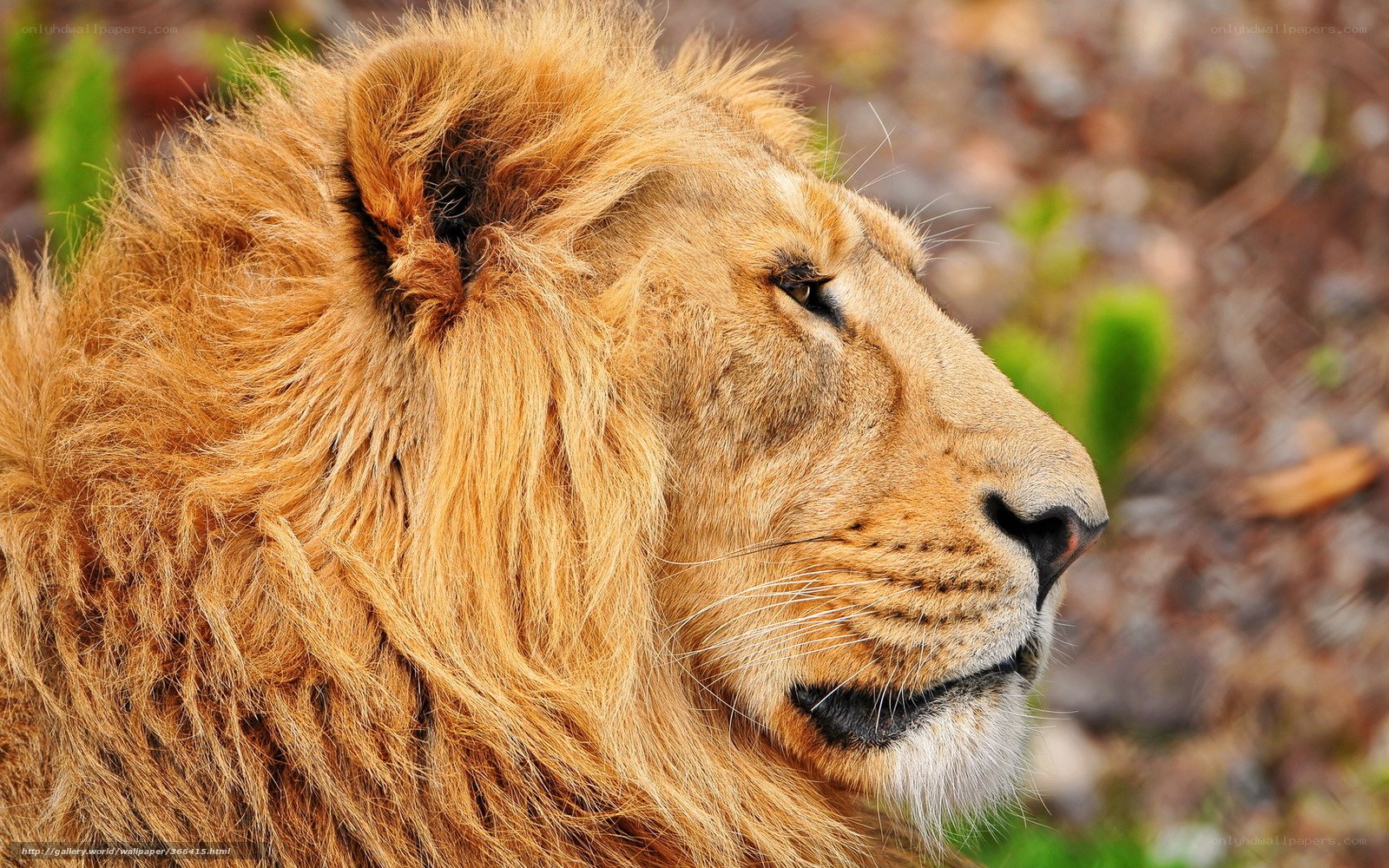 Lion with a full mane