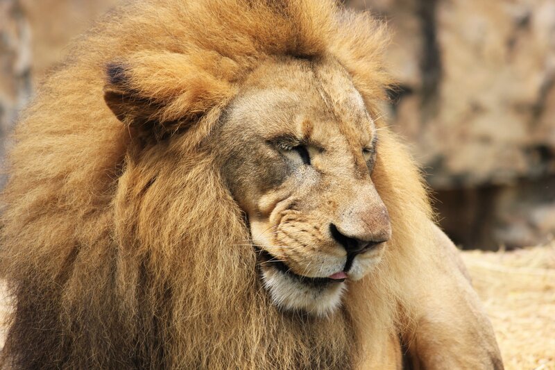 Lion with a full mane