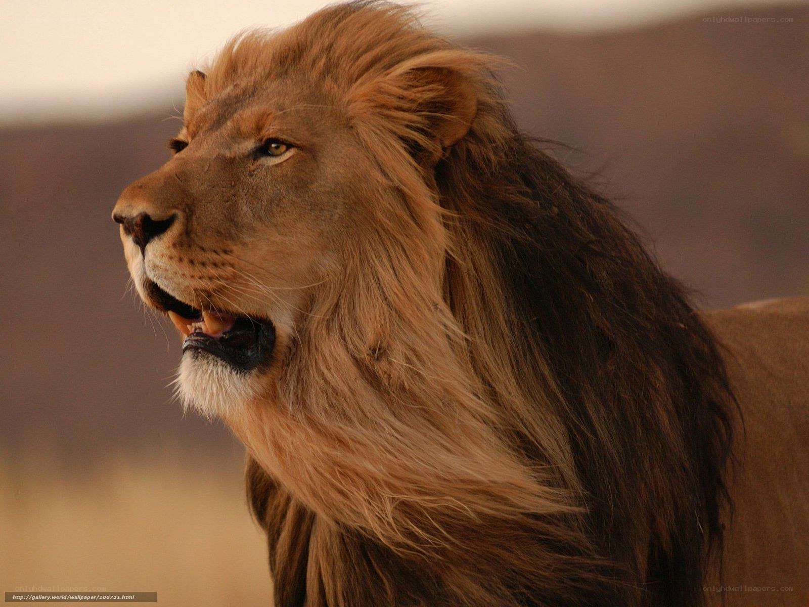 Lion with a full mane