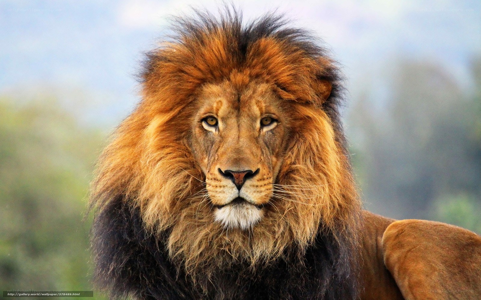 Lion with a majestic mane