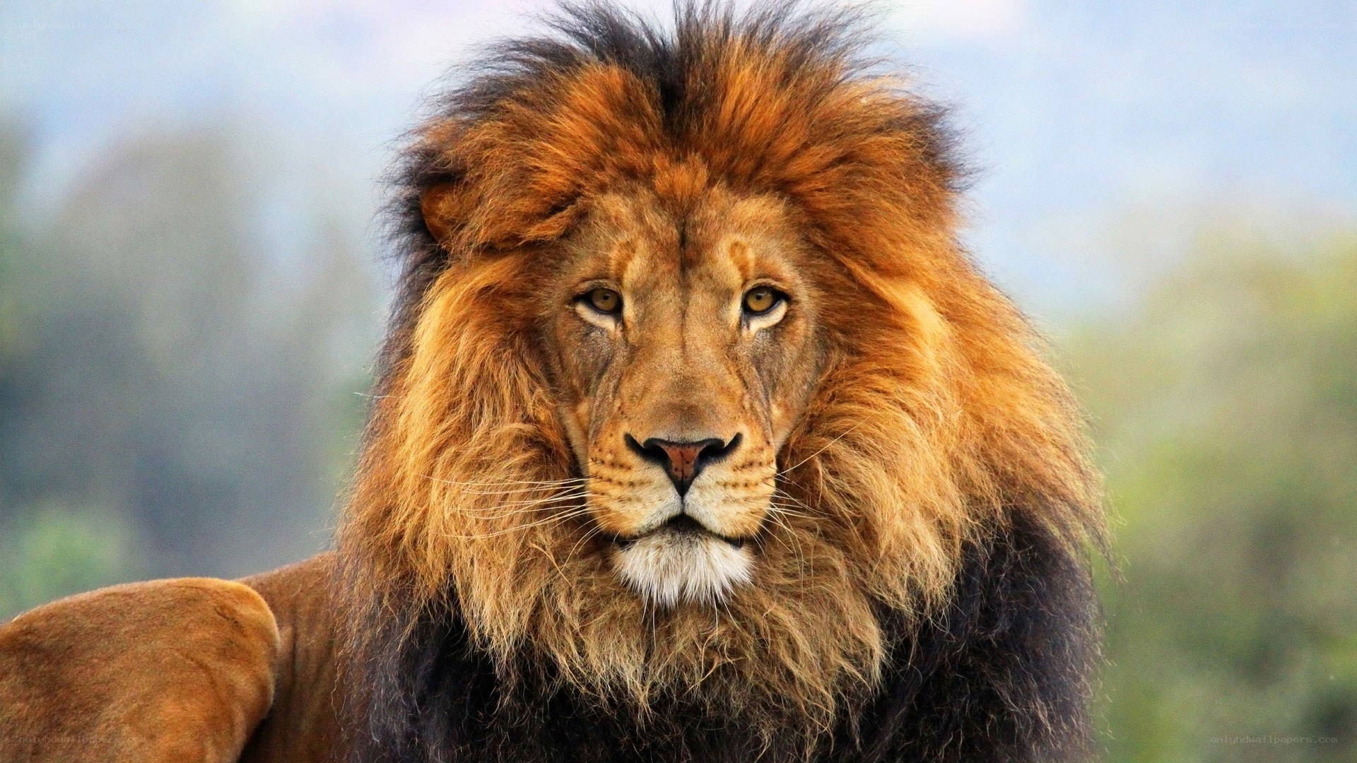 Lion with a majestic mane