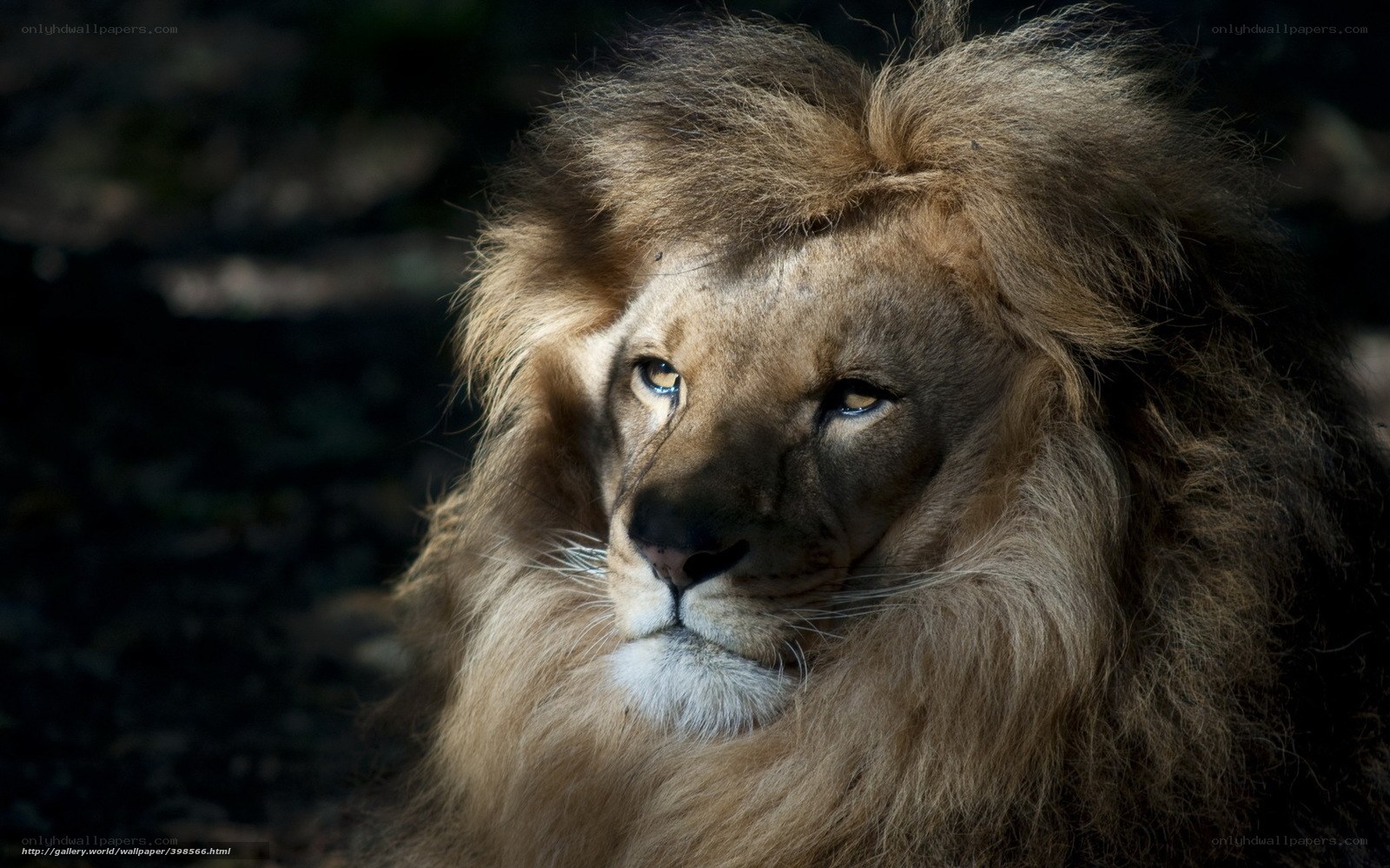 Lion with a majestic mane