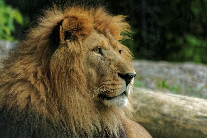 Lion with a majestic mane
