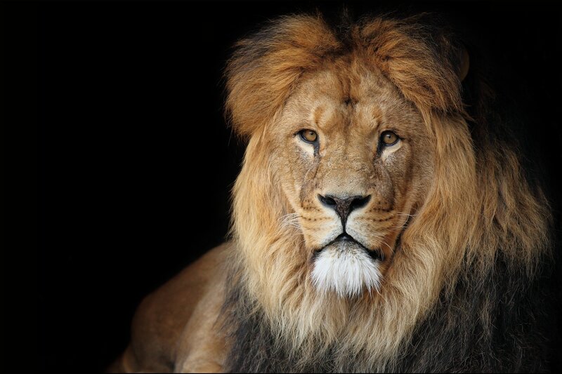 Lion with a majestic mane