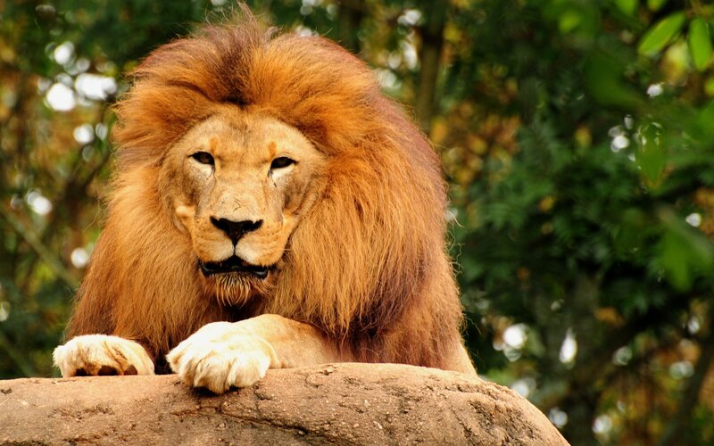 Lion with a majestic mane