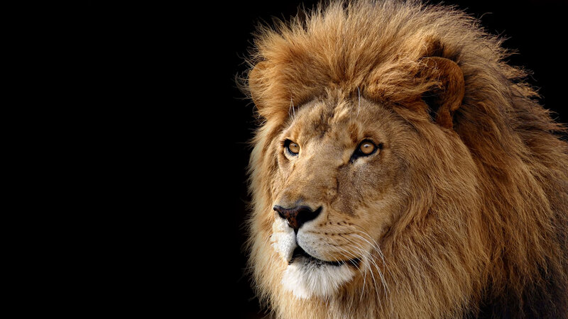 Lion with a majestic mane