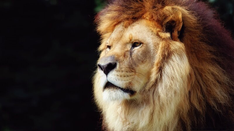 Lion with a majestic mane