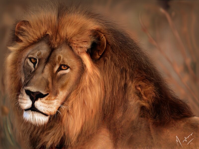 Lion with a majestic mane