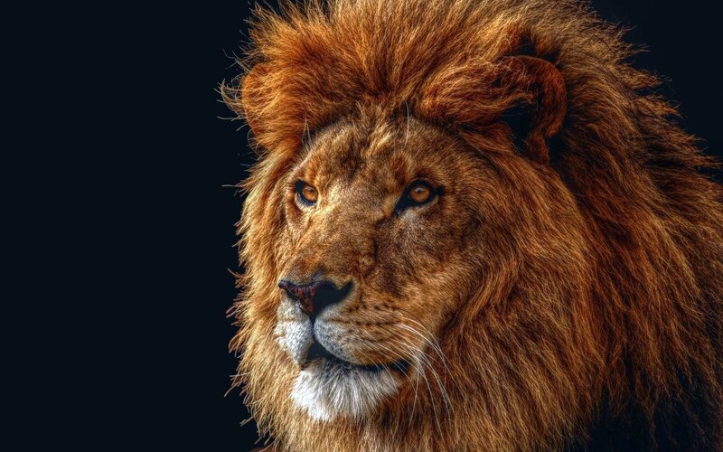 Lion with a majestic mane