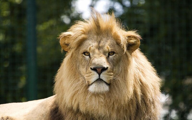 Lion with a majestic mane