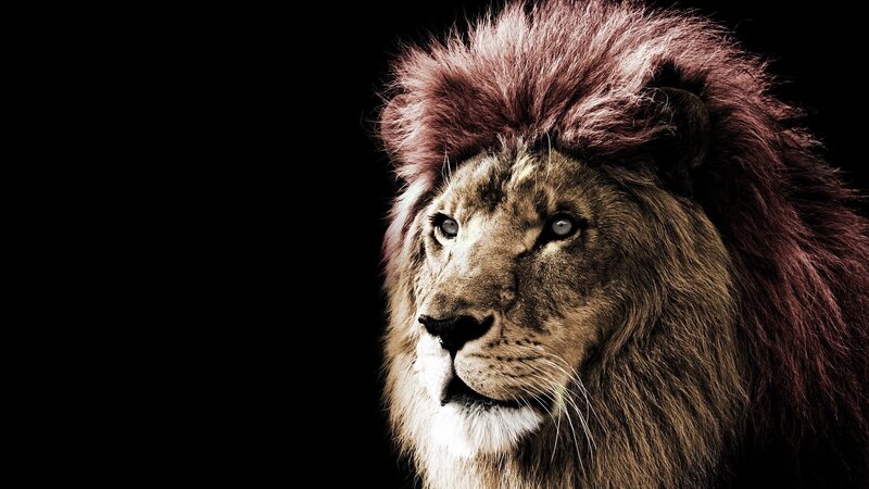 lion with a majestic mane