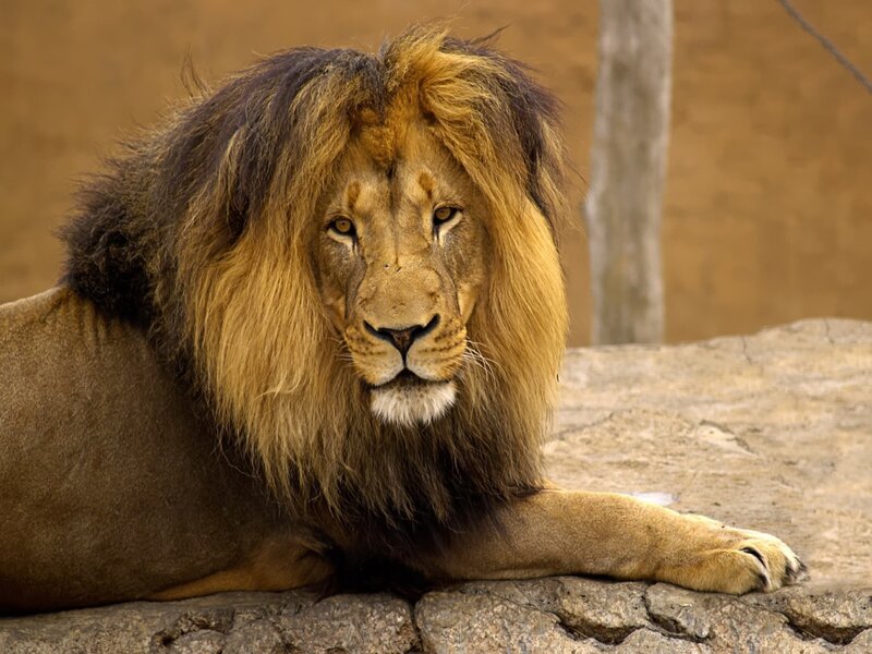 Lion with a majestic mane
