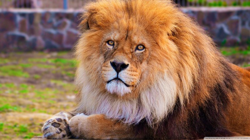Lion with a majestic mane