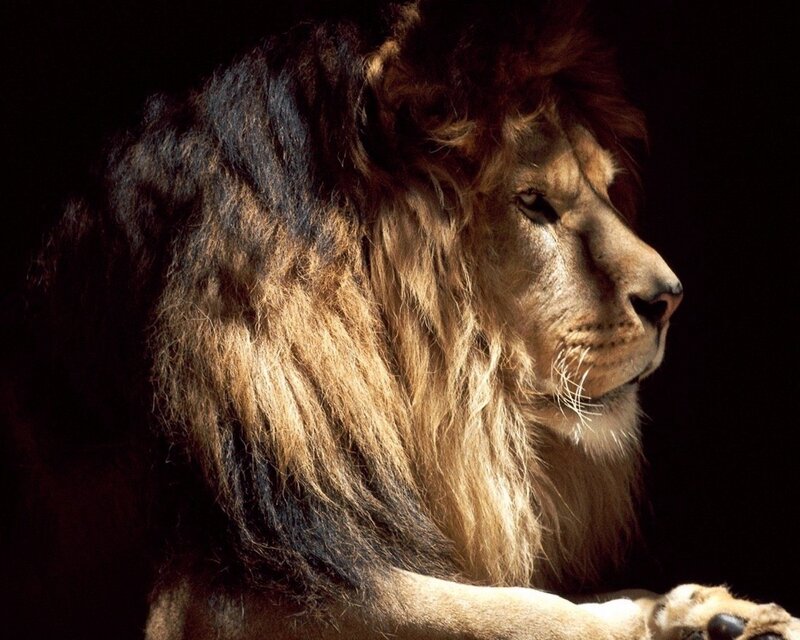 Lion with a majestic mane