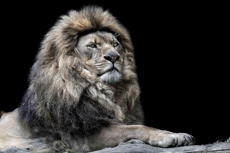 Lion with a majestic mane