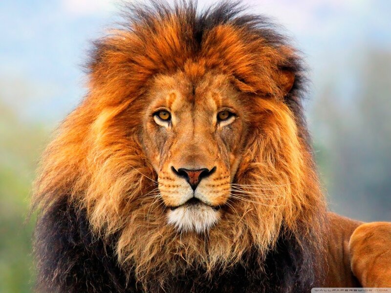 Lion with a majestic mane