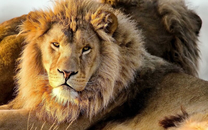 Lion with a majestic mane