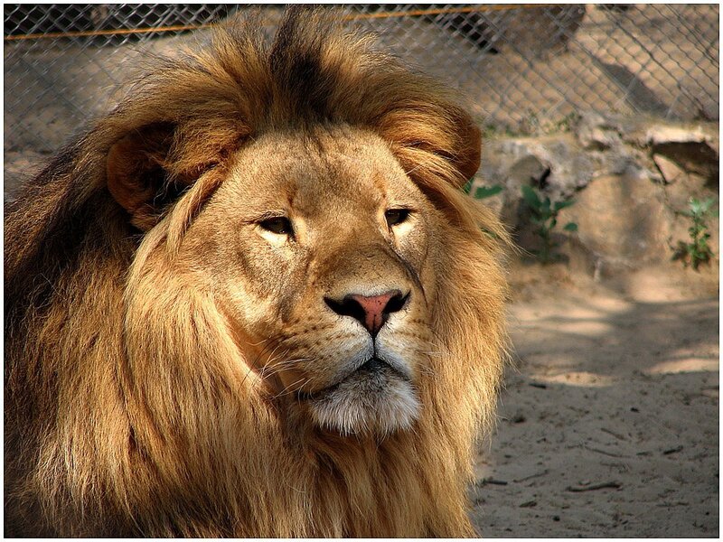 Lion with a majestic mane