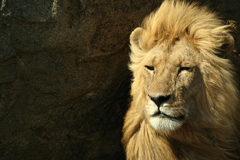 Lion with a majestic mane