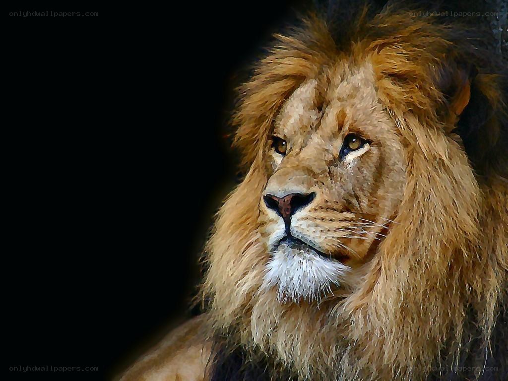 Lion with a majestic mane