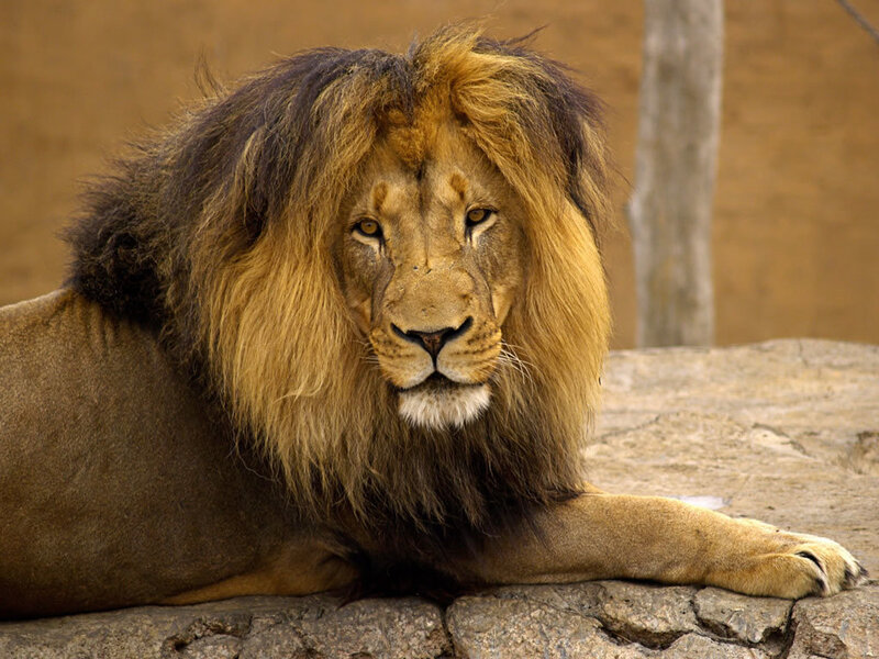 Lion with a majestic mane