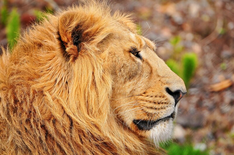 Lion with a majestic mane