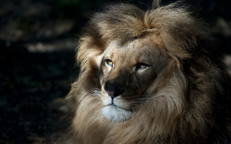 Lion with a majestic mane