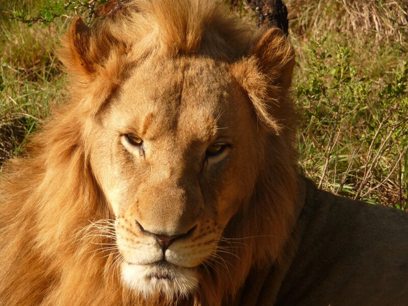 Lion with a mane