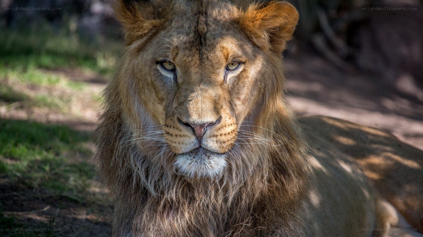 Lion with a regal gaze