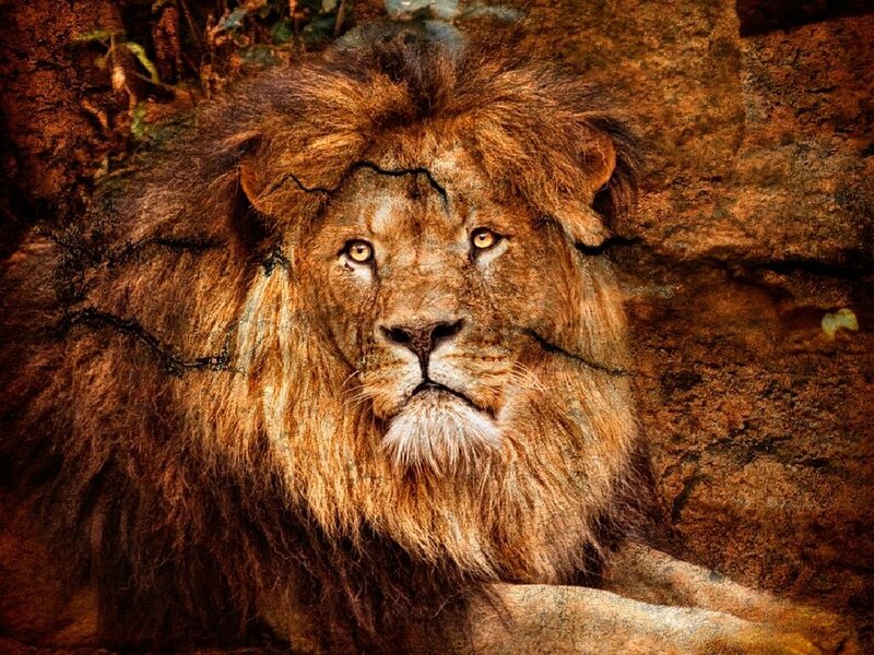 Lion with a rocky background