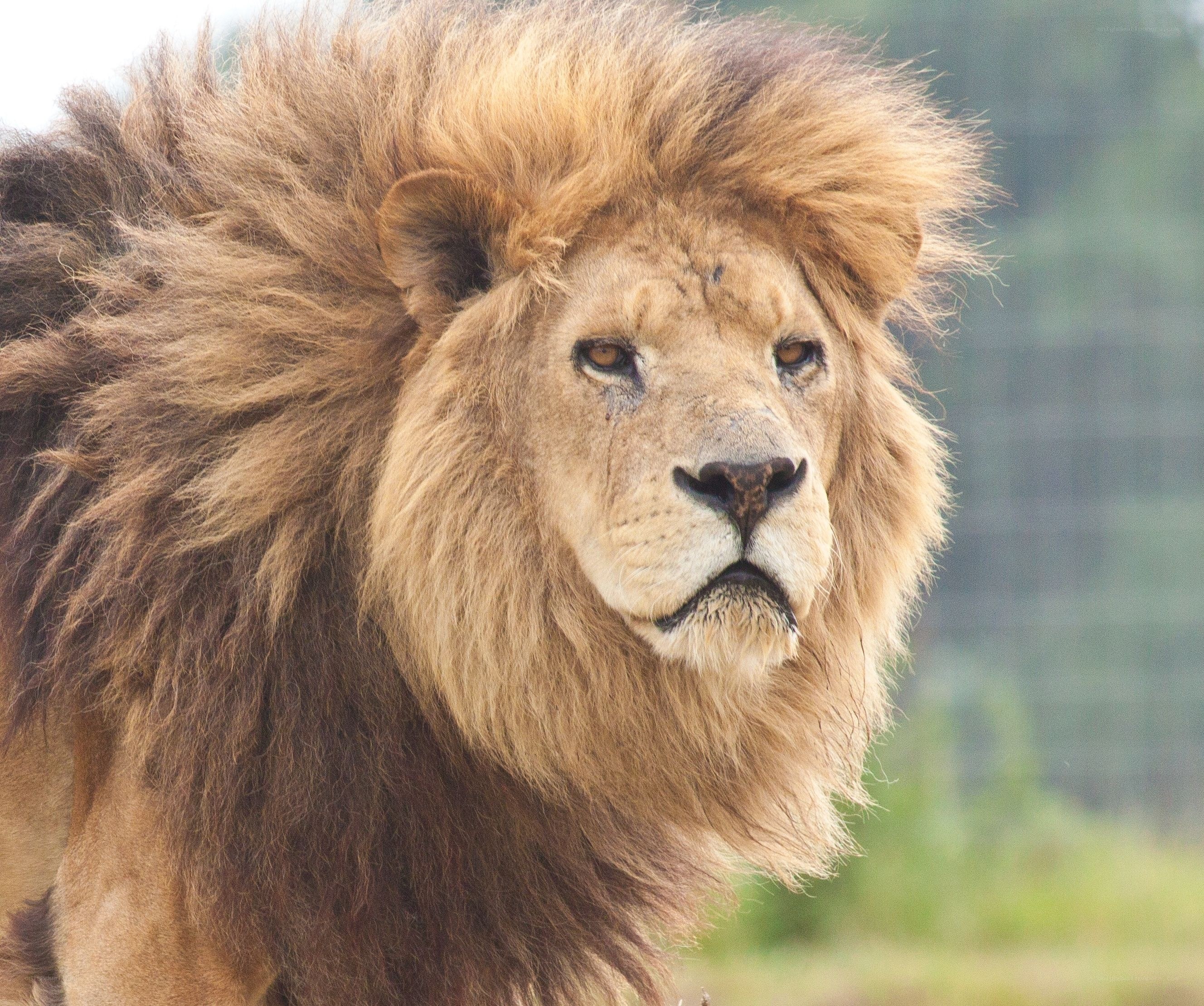 Lion with a thick mane