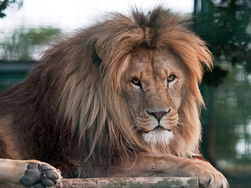 Lion with a thick mane
