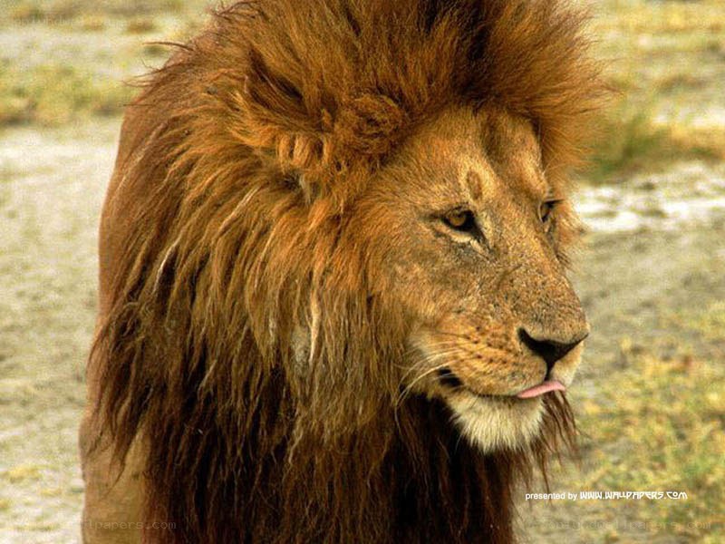 Lion with a tongue out