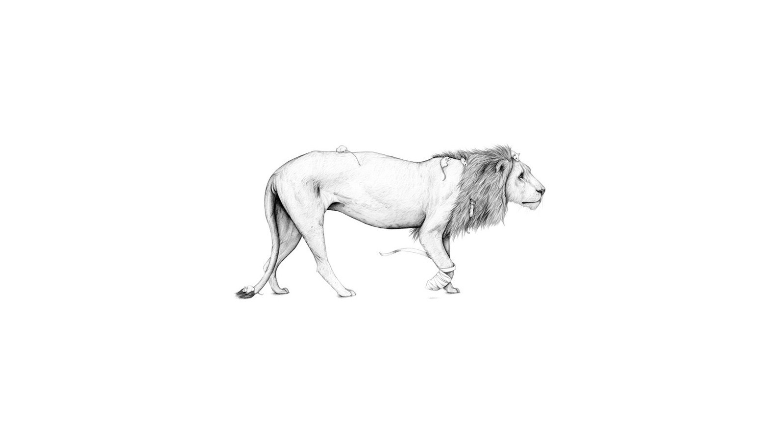 lion with bandages