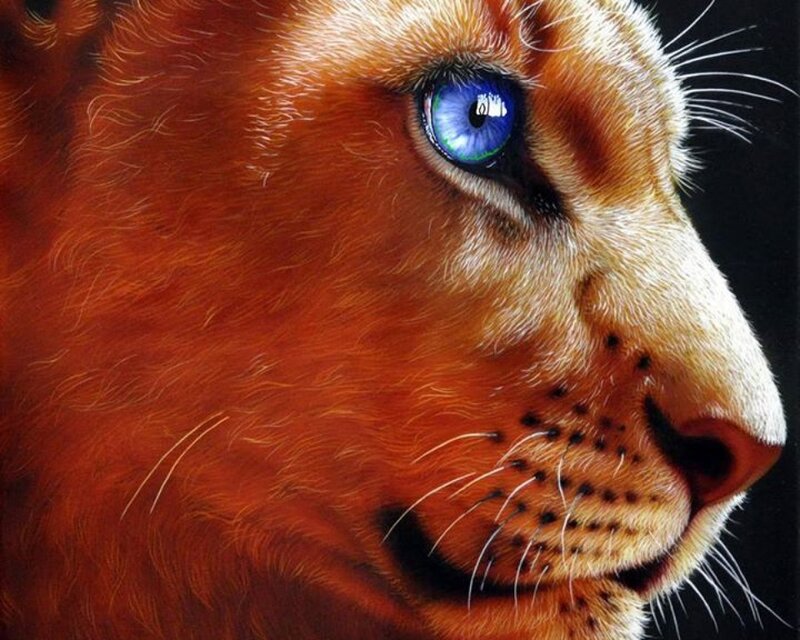 Lion with Blue Eyes — Brown
