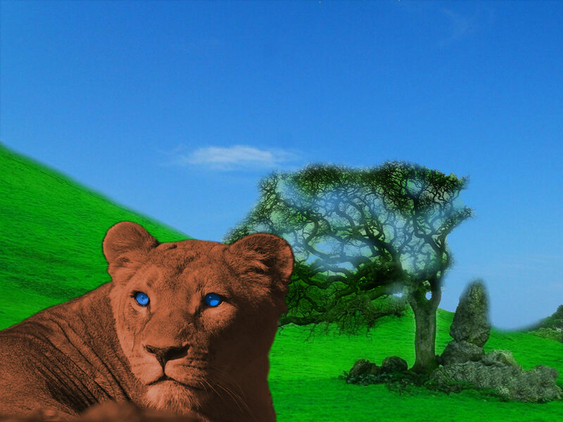 lion with blue eyes in a green field