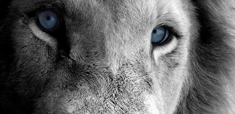 Lion with Blue Eyes