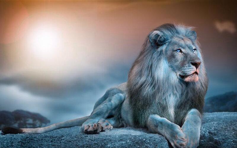 Lion with Blue Mane — Dramatic