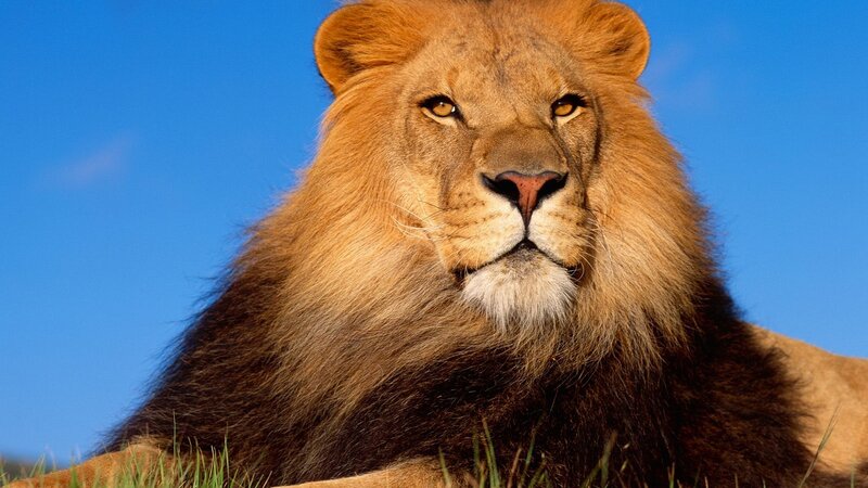 Lion with blue sky background