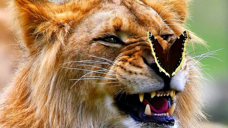 Lion with Butterfly — Brown