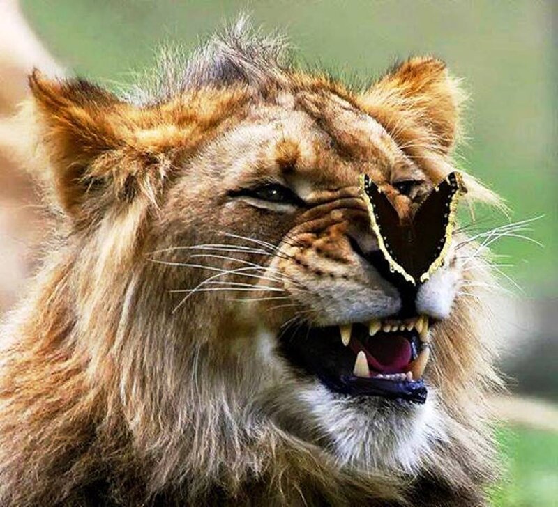 Lion with Butterfly