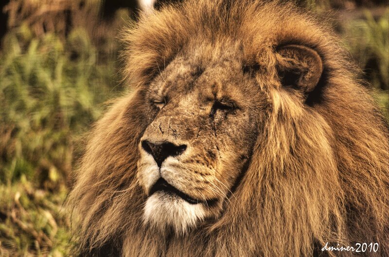 Lion with closed eyes